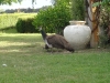 peahen-daughter